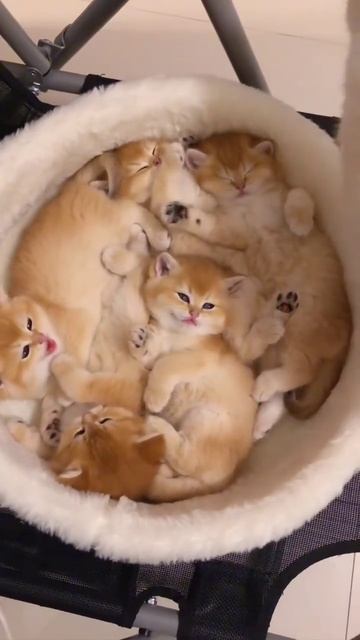 Семейка 😺.mp4