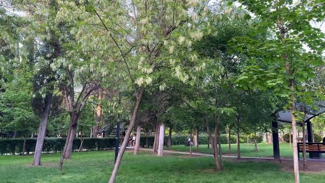 Тбилиси. Конец апреля в Парке имени Киквидзе. Акации и столетние каштаны в Мцхете #georgia #tbilisi