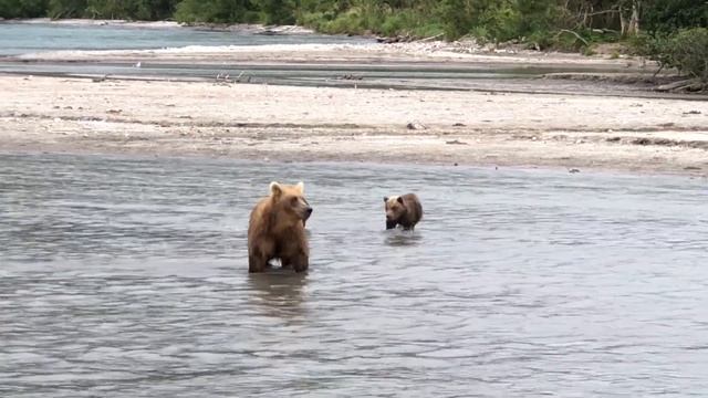 Медведица с медвежатами