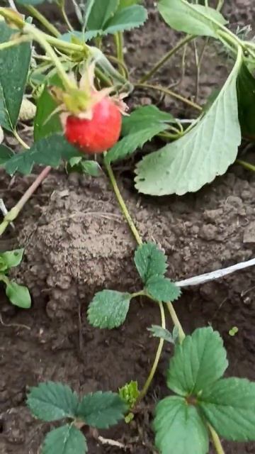 Спасибо Брюсу за клубнику 29.05.24 Ленинградская область клубника