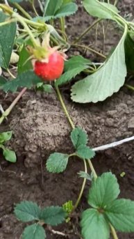 Спасибо Брюсу за клубнику 29.05.24 Ленинградская область клубника