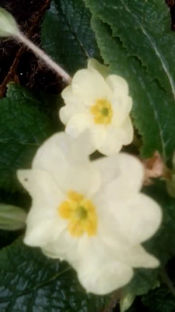 #Shorts - Wild Primroses