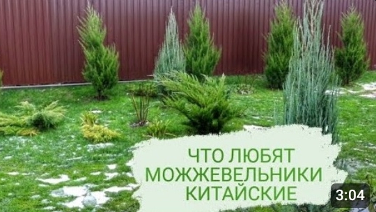 ЧТО ЛЮБЯТ МОЖЖЕВЕЛЬНИКИ КИТАЙСКИЕ. БЕЛАРУСЬ, ГОМЕЛЬСКАЯ ОБЛАСТЬ