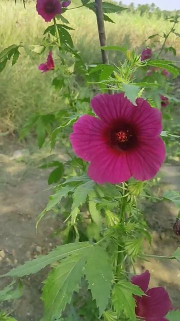My Small Garden (3)