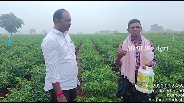 Chilli Diseases and Their Control in Telugu | MMB Hunter | MMB Bio Agri Chilli