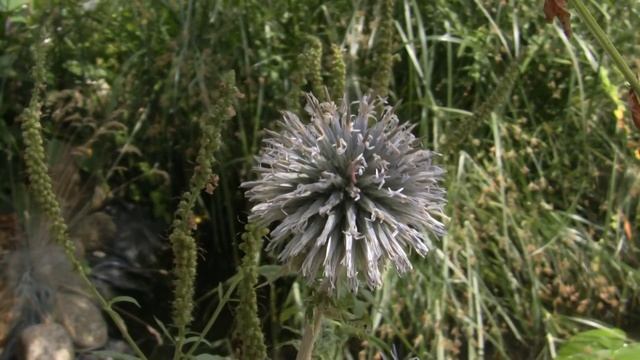 Kugeldistel