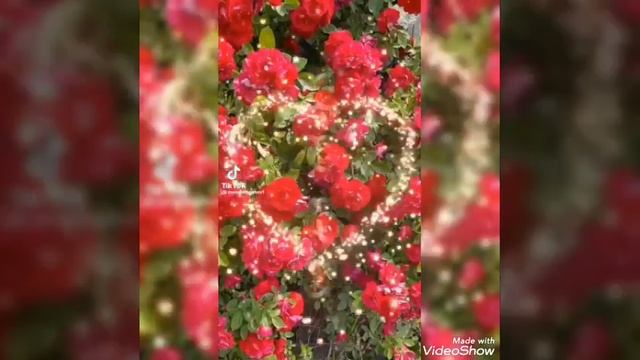 Агыла гомер