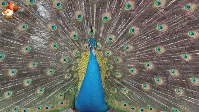 Идеальное птицеводство достойно восхищения 🐓🦆🦢🦚🦃🐔 эпизод (41)