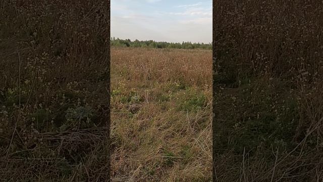 охота на куропаток.