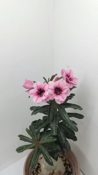 Адениум Swallow(Ласточка)-азиатский сорт.