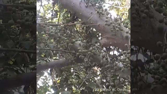 شجرة تثمر في جذعها (الجميز)