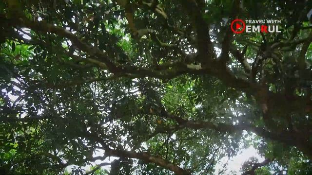 Thakurgaon 300 years old Mango Tree || Largest Mango Tree in Bangladesh || Travel With Emrul