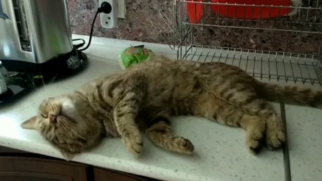 Расслабился называется, пока на кухне никого нет, вроде ничего не облизал..сметанки небыло🐱