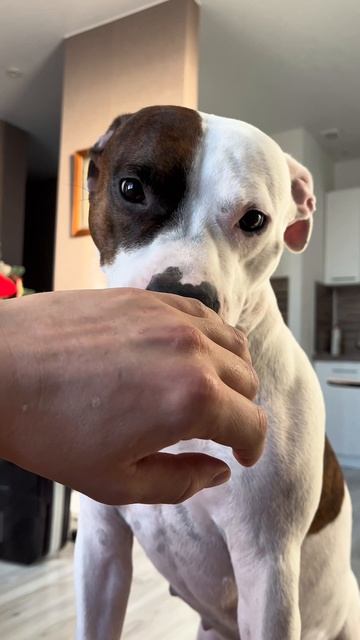 И так каждое утро😉#amstaff #staff #амстафф #собака #утро