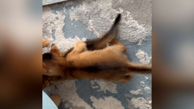 Аби семья