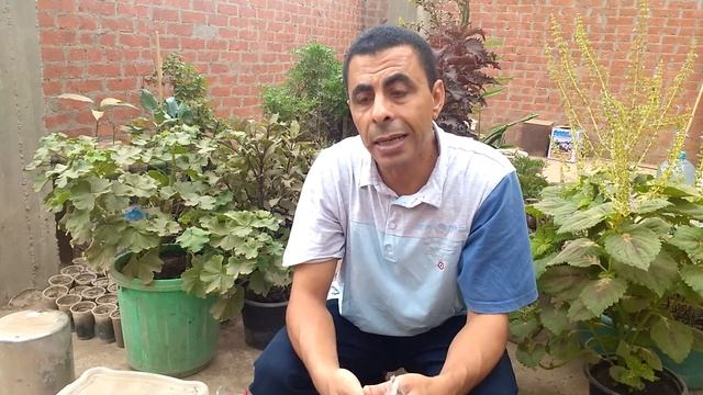 إنبات بذور الخروب   ...   Germination of carob seeds