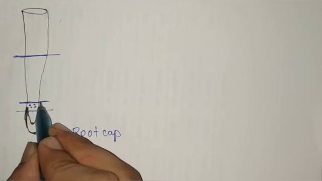 Morphology of flowering plants || Class 11 || Chapter 5 || Introduction and Root system