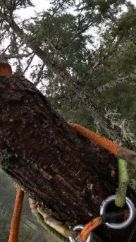 Topping 80ft Fir