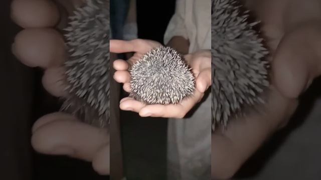 Увидели ёжика на дороге/встреча с ёжиком✨🦔💞