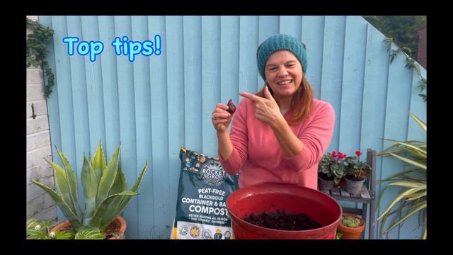 How to plant Tulip bulbs in containers