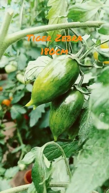 Tomate Tiger Zebra
