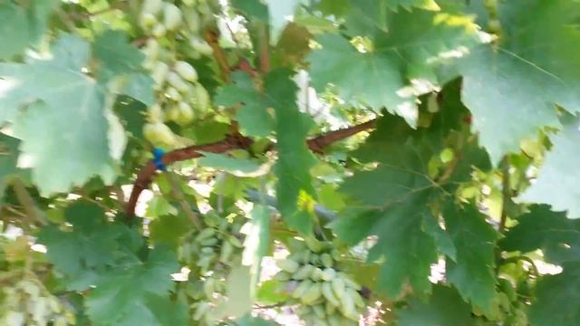 20160801 Виноград Оригинал