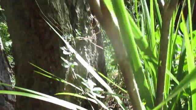 How to make  Spindlly Oleander bushes thicker