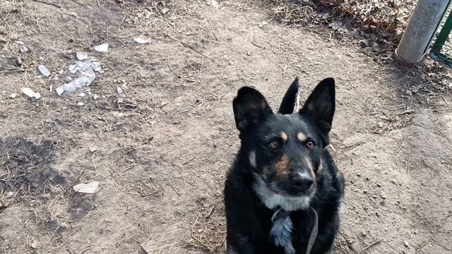 Кузя очень умный пëс. 15-02-2025 2