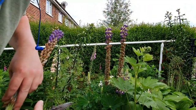 How to prune lupins to get even more flowers