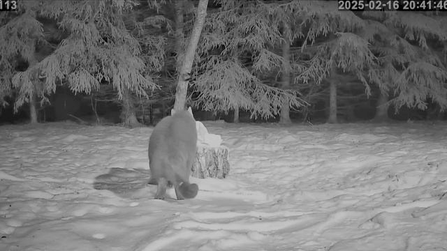 Почти все сало сегодня досталось сторожу собаке