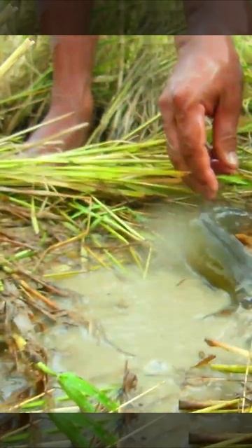 Awesome!! Amazing Fisherman Style! Clear Water Hyacinth Found Many Snack-Head Fishes Inside.20