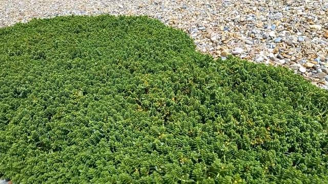 Journey into the Coastal World of Sea Sandwort: A Stunning and Resilient Plant