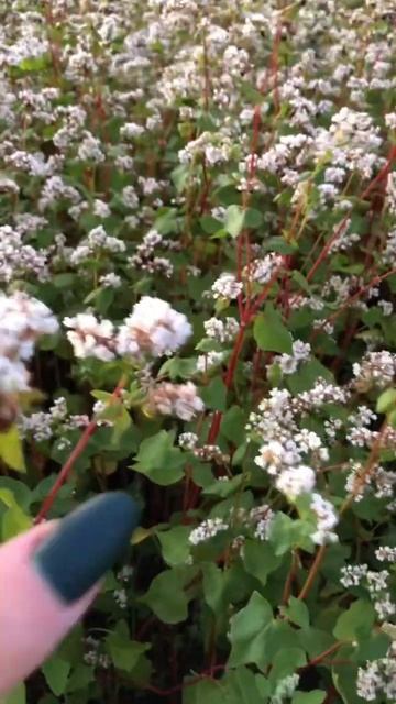 Цветение гречихи в Орловской области 🌾