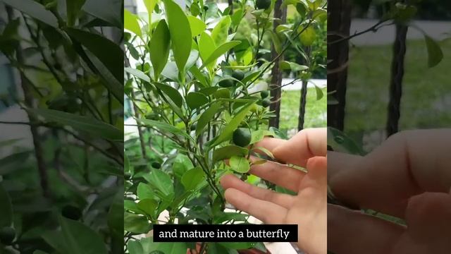 My Edible Backyard Garden