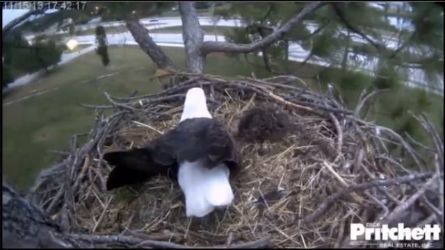 Two Big Eagles Sitting In A Tree 11-15-2013