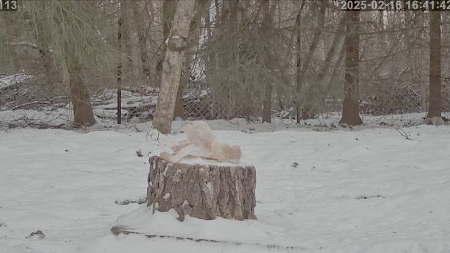 Пенек сегодня загружен салом ну очень много