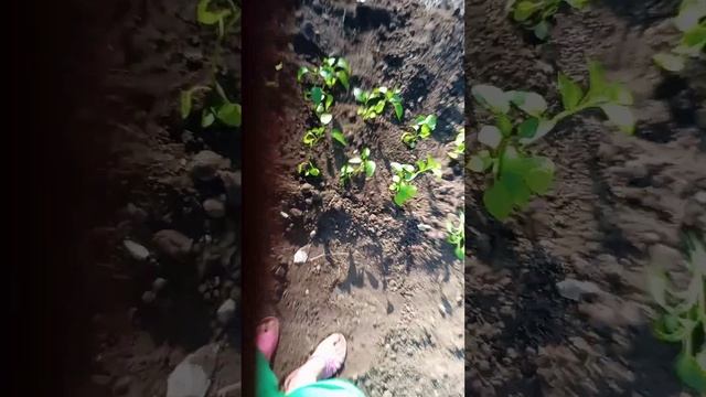 посадка перцев по сортамв открытый грунт. , будем ждать урожай!