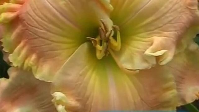 лилейник daylily APRIL LAQUINTA.mpg