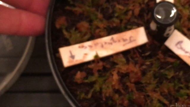 How To Revive Dried Sphagnum Moss
