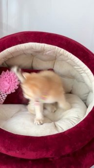 Девочка из помета R