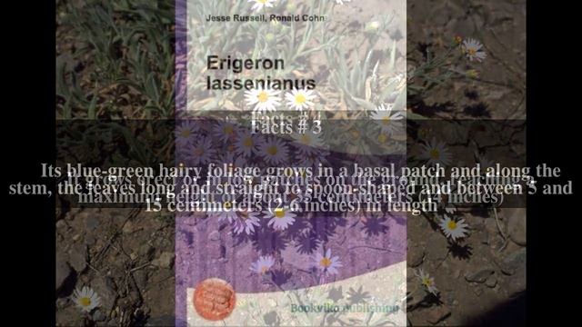 Erigeron lassenianus Top # 6 Facts