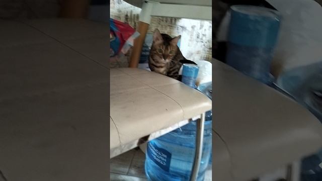 играем с котом Читосом