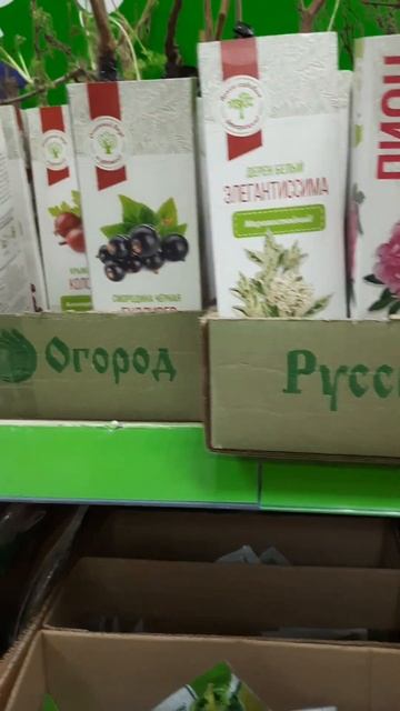 плодовые кустарники🍇пион в Фикс Прайс#фикспрайс#новинкификспрайс#саженцы#сад#дом#пион#shorts