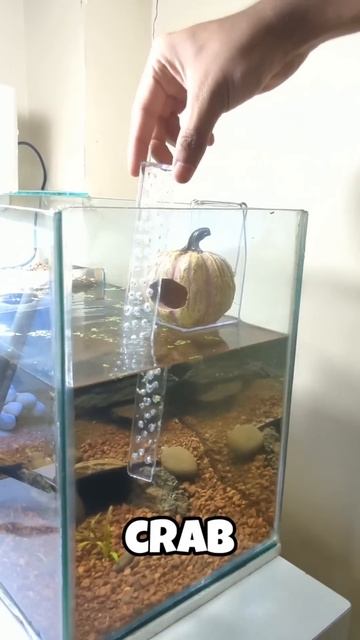 New Floating home for my CRAB! #shorts #ytshorts