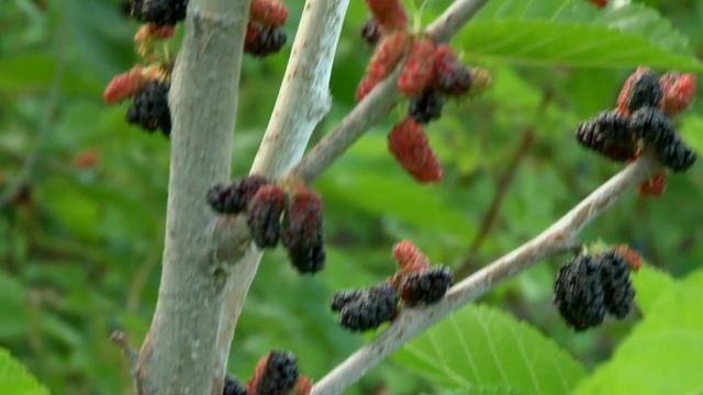 Шовковиця: Галинка