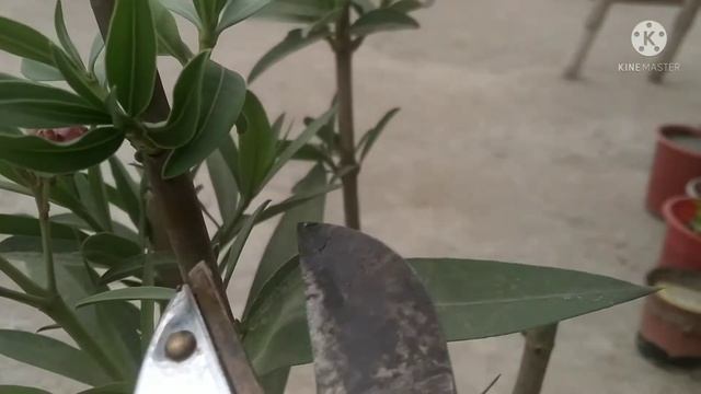 कनेर के प्लांट मे ग्राफ्टिंग कैसे करे बहुत ही आसान तरीके | How To Multi Grafting In Oliander Plant