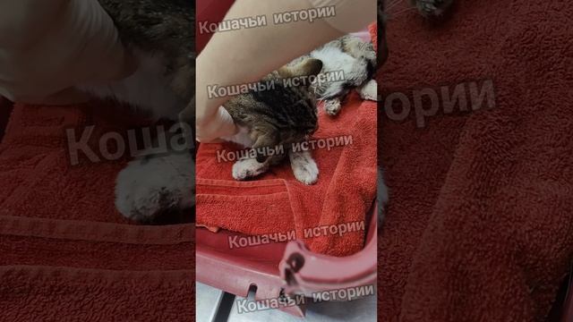 Примерно месяц без помощи. Все проходили мимо.