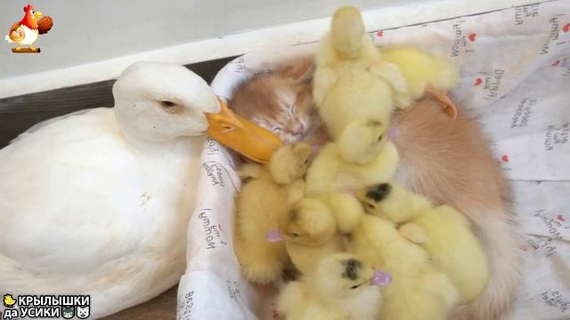 Утята и Цыплята - Кошки и котята - (152) Хвостики да Усики ❣️