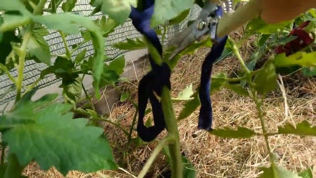 Вторая обрезка листьев .И почему я ее делаю .