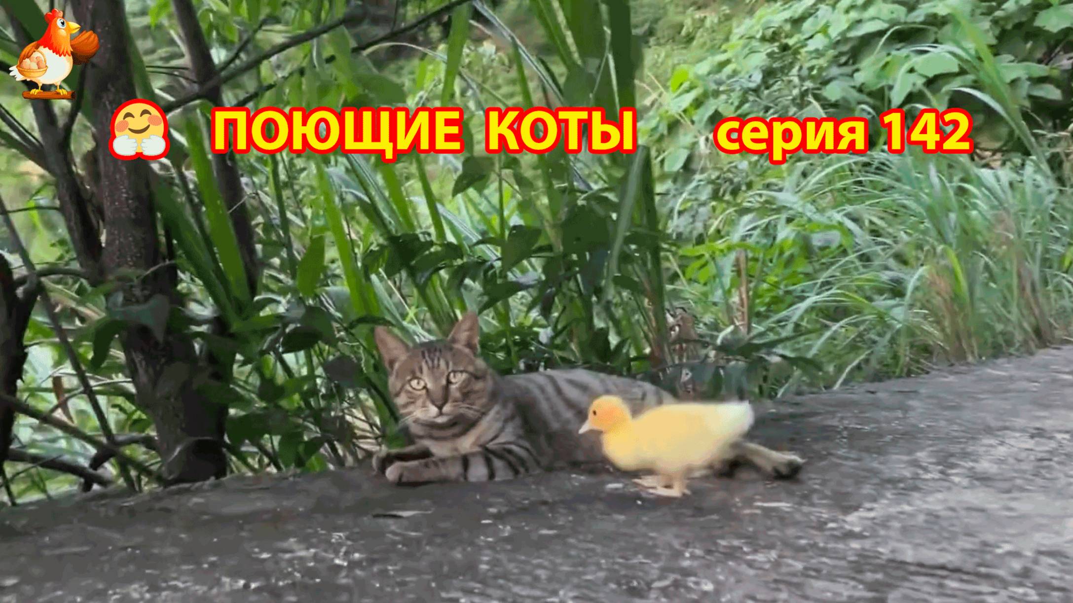 Крутые коты у птичьего двора серия (142) 🐈🐈⬛😹 Природа Абхазии и подворье с птицами и животными ❣